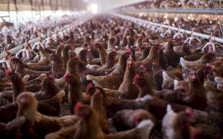 Wild Birds infected with H5N1 virus